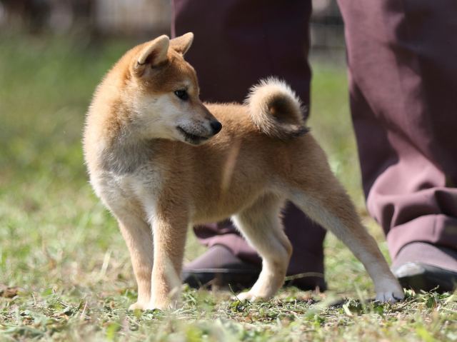 FP5A9703-puupy-shibainu