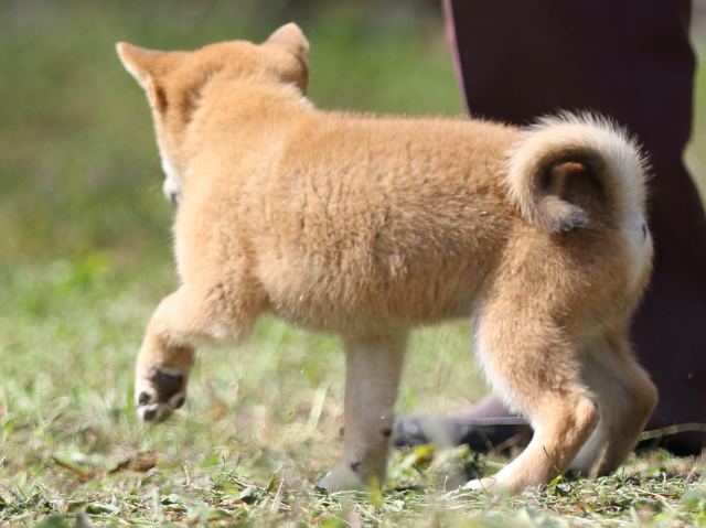 FP5A9707-puupy-shibainu