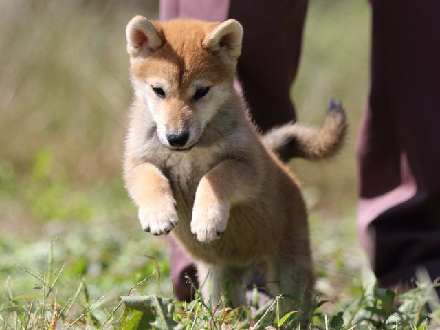 FP5A9722-puupy-shibainu