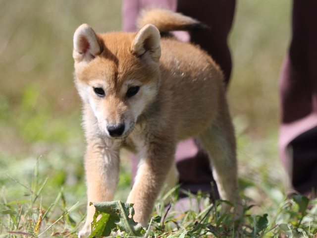 FP5A9723-puupy-shibainu