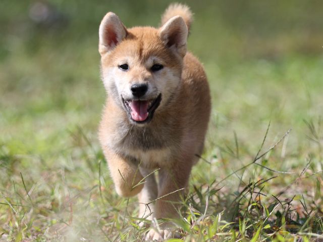 FP5A9744-puupy-shibainu