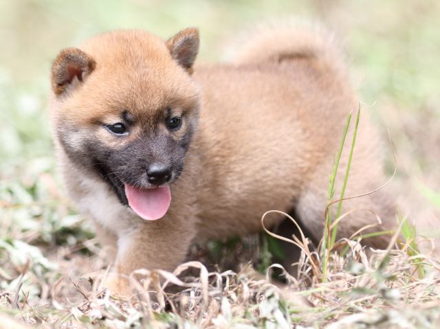 FP5A9746-puupy-shibainu