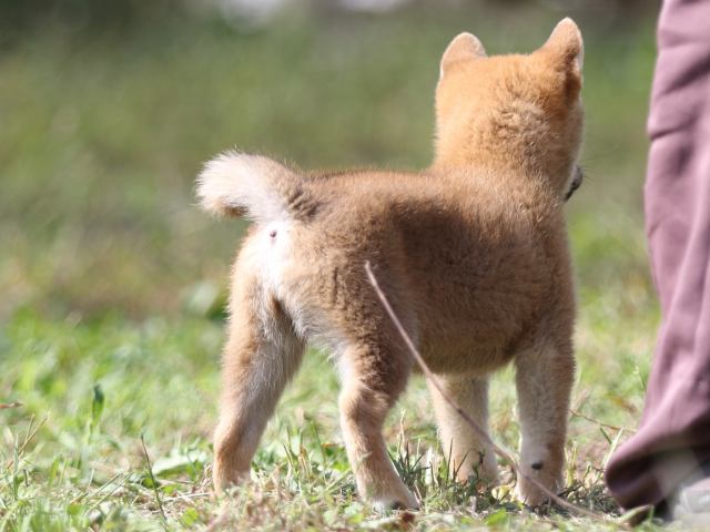 FP5A9749-puupy-shibainu