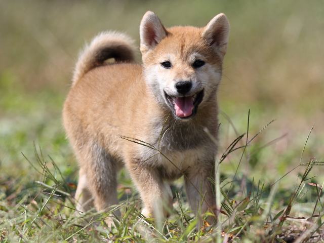 FP5A9757-puupy-shibainu