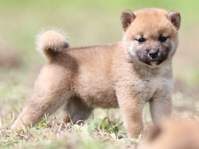 FP5A9841-puupy-shibainu