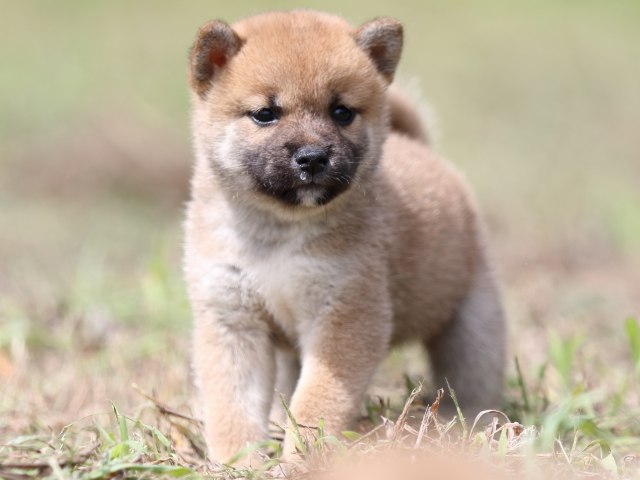 FP5A9854-puupy-shibainu