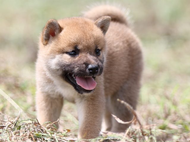 FP5A9917-puupy-shibainu