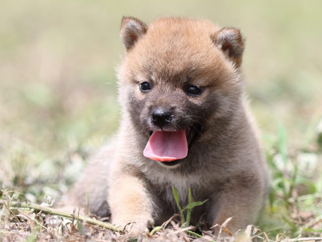 FP5A9950-puupy-shibainu