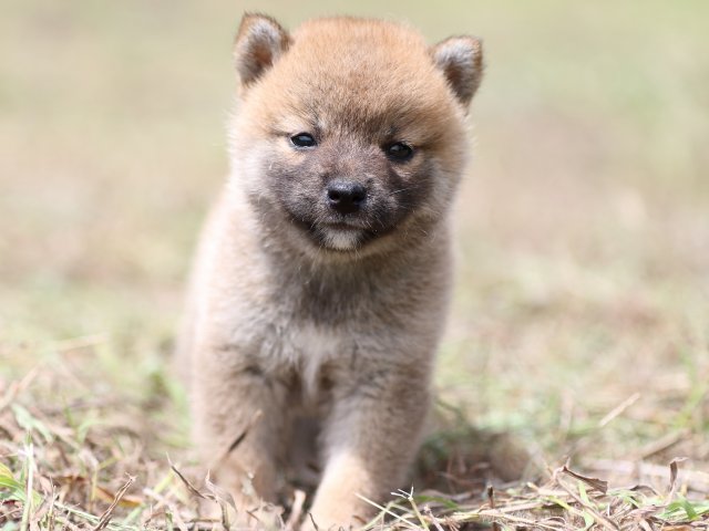 FP5A9989-puupy-shibainu