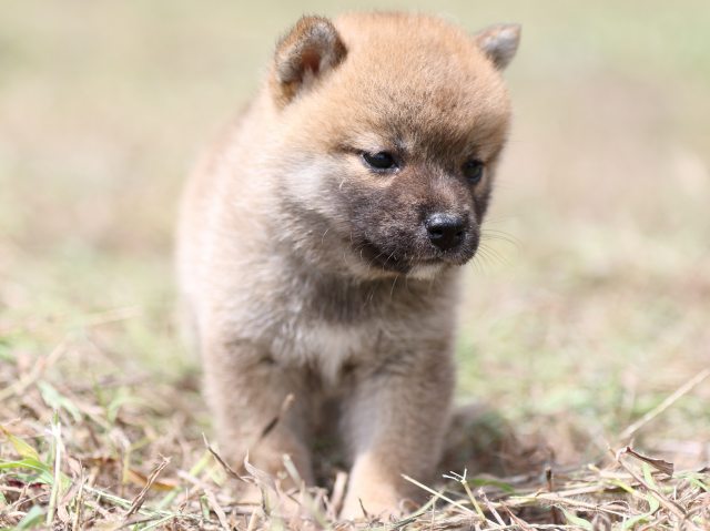 FP5A9993-puupy-shibainu