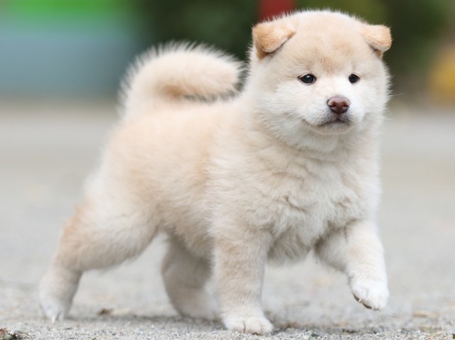 00000260-shibainu