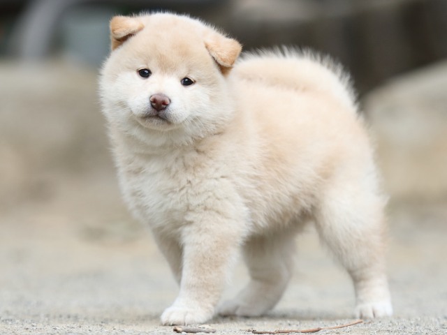 00000273-shibainu