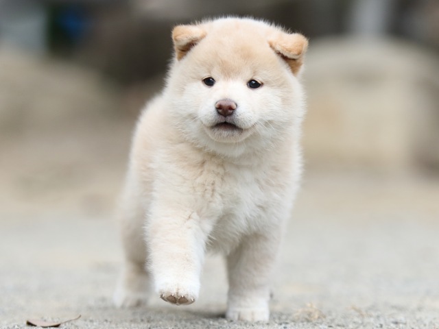 00000276-shibainu