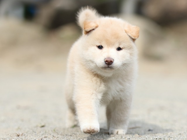 00000283-shibainu