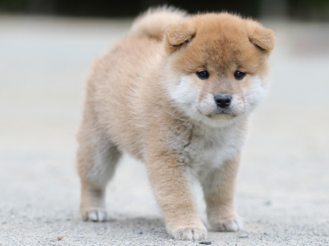 00000287-shibainu