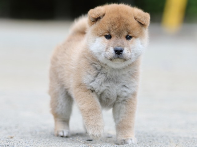 00000288-shibainu