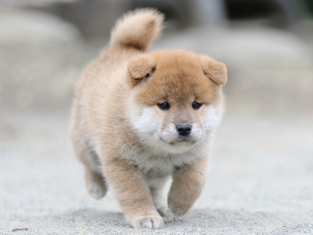 00000292-shibainu