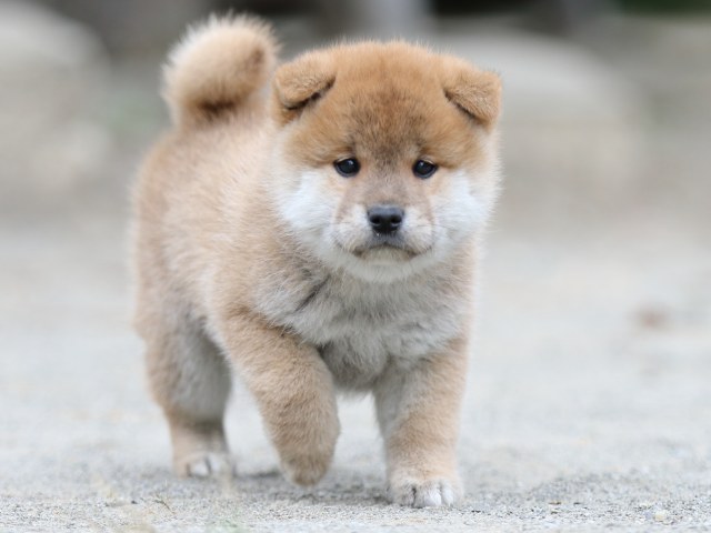 00000293-shibainu