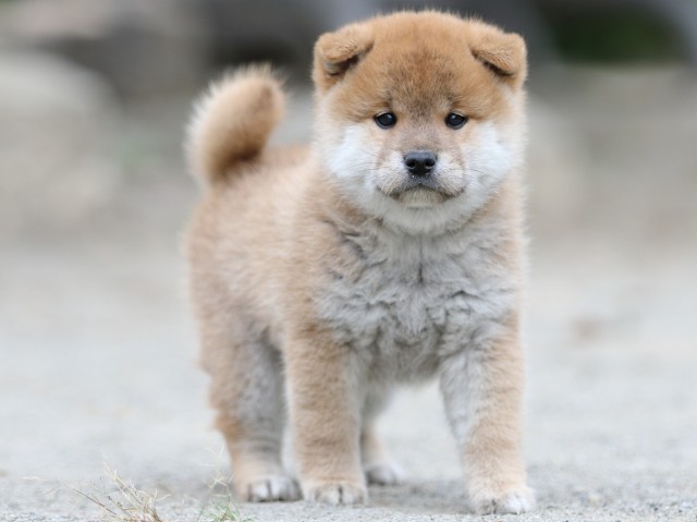 00000294-shibainu