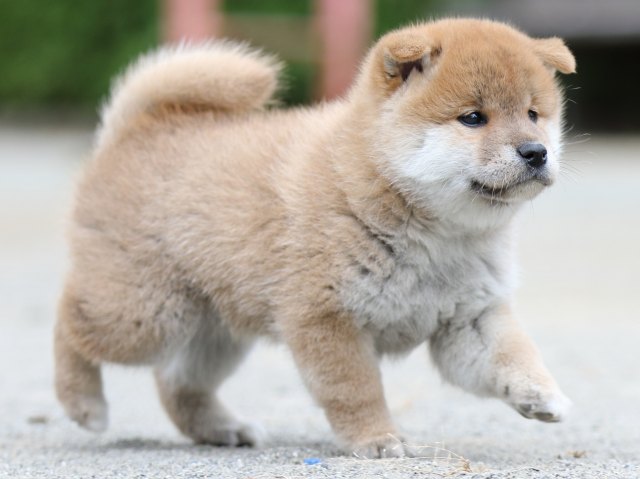 00000304-shibainu