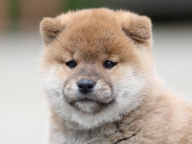 00000310-shibainu