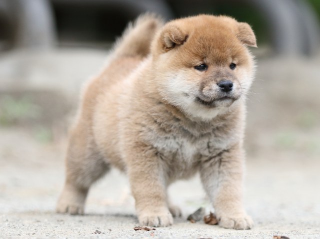 00000312-shibainu