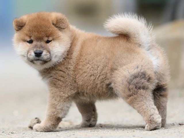 00000314-shibainu