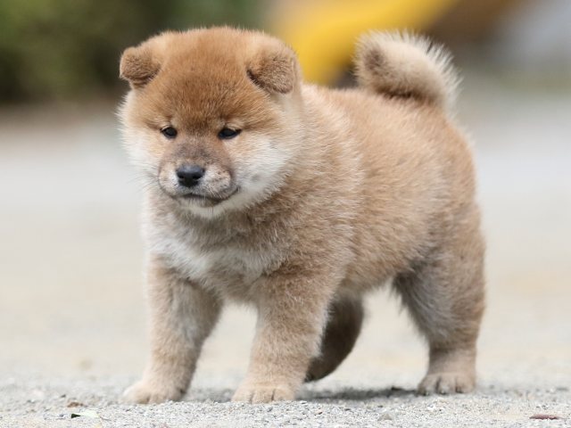 00000317-shibainu