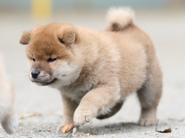 00000323-shibainu