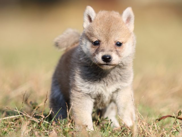 00000351-shibainu