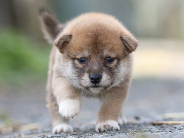 FP5A0062-puupy-shibainu