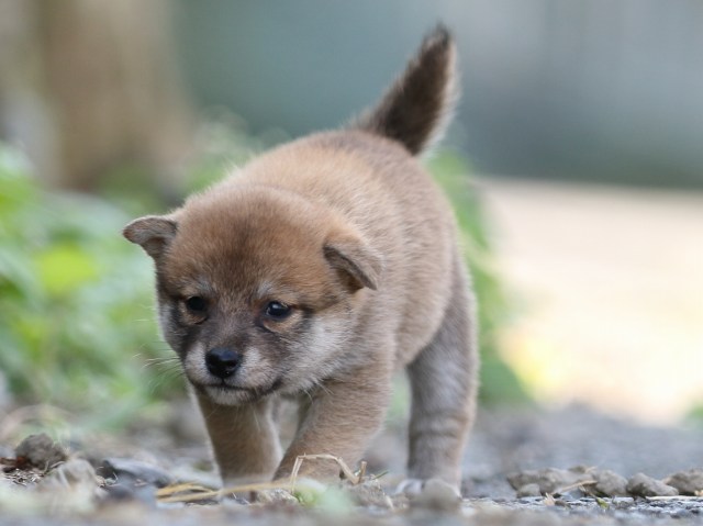 FP5A0214-puupy-shibainu