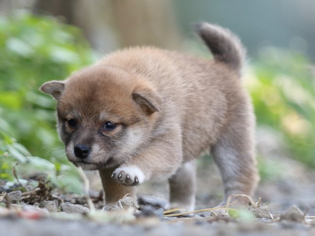 FP5A0216-puupy-shibainu