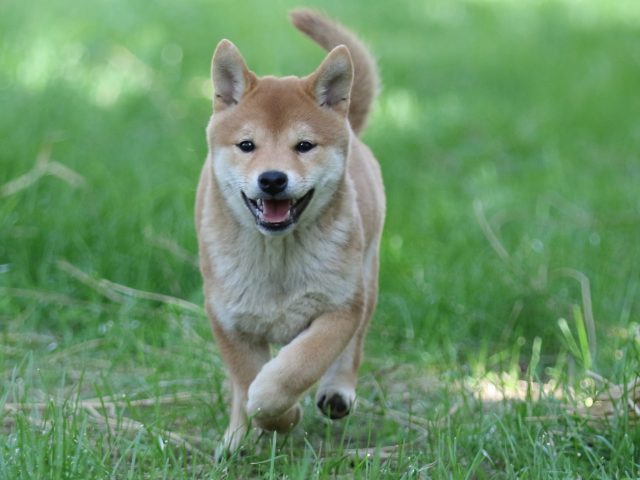 FP5A0331-puupy-shibainu