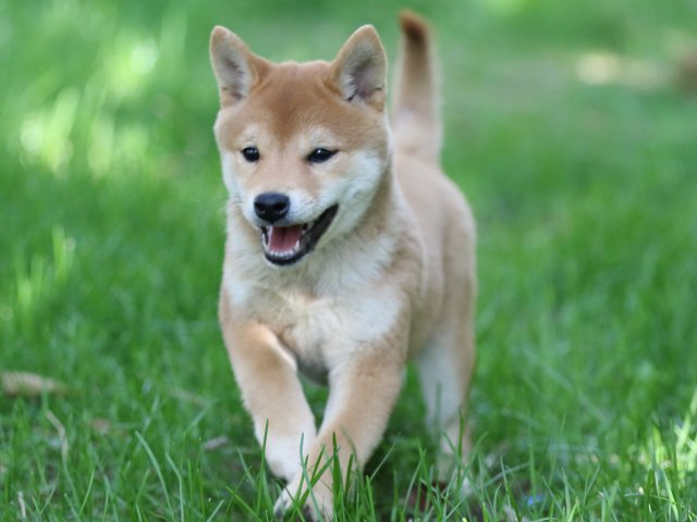 FP5A0340-puupy-shibainu