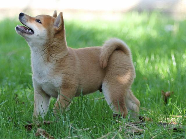 FP5A0347-puupy-shibainu