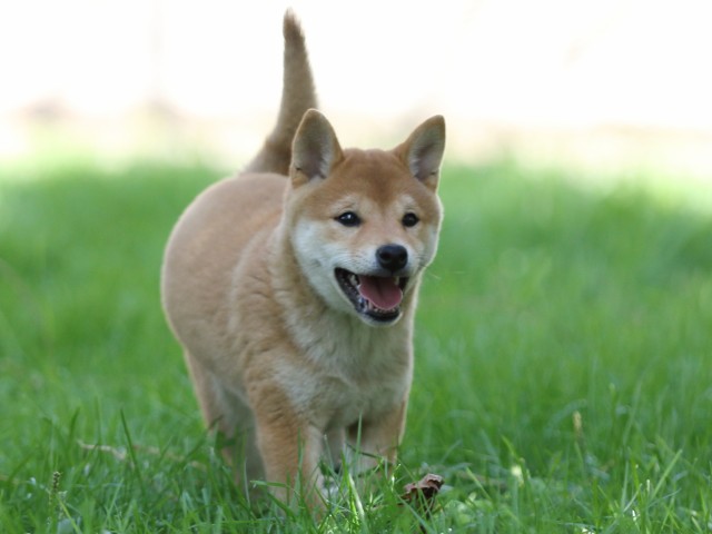 FP5A0401-puupy-shibainu