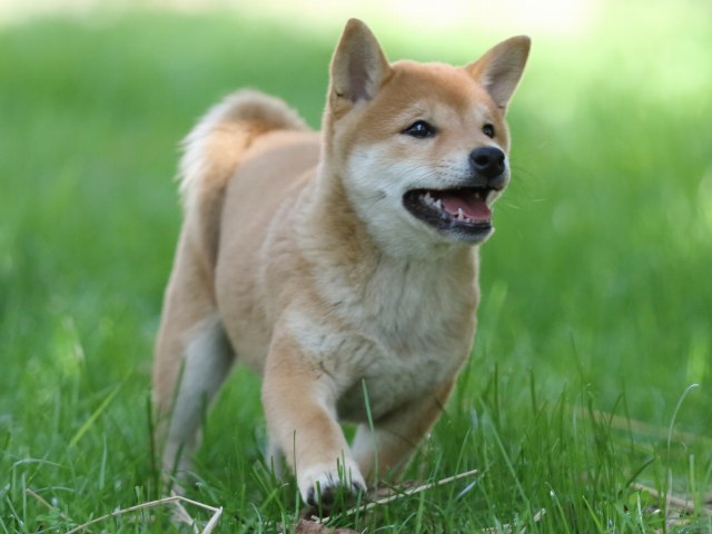 FP5A0410-puupy-shibainu