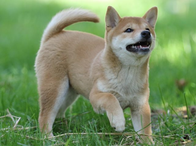 FP5A0413-puupy-shibainu