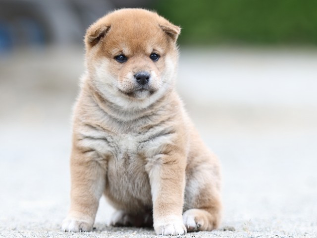 FP5A0866-puupy-shibainu