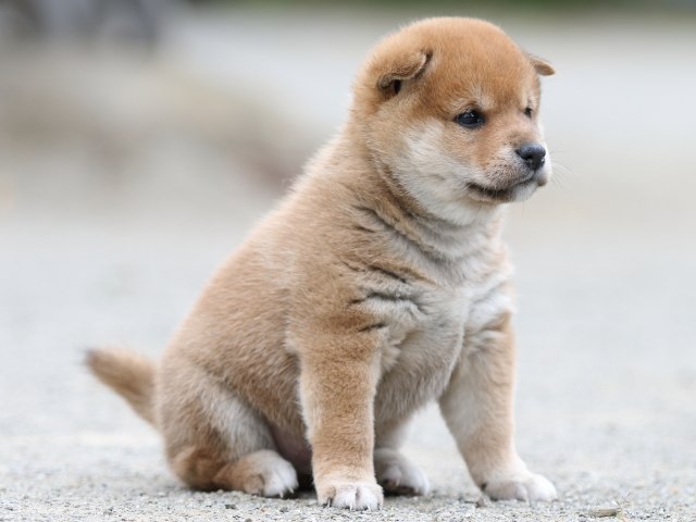 FP5A0885-puupy-shibainu