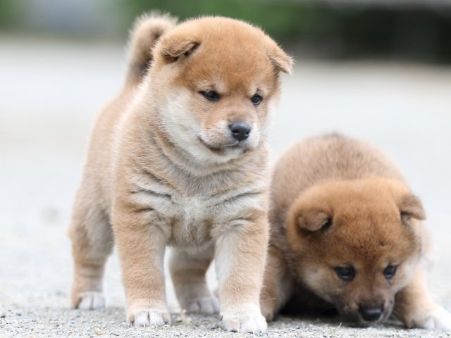 FP5A0893-puupy-shibainu