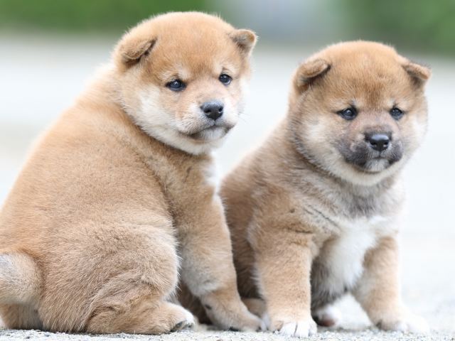 FP5A0911-puupy-shibainu