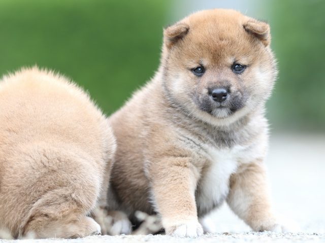 FP5A0919-puupy-shibainu