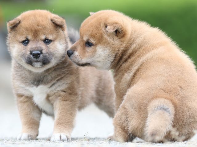 FP5A0922-puupy-shibainu