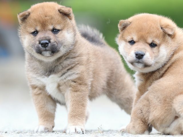 FP5A0930-puupy-shibainu