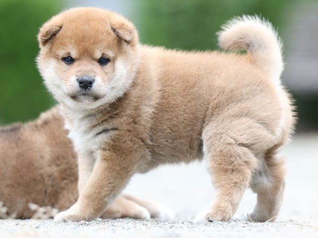 FP5A0937-puupy-shibainu