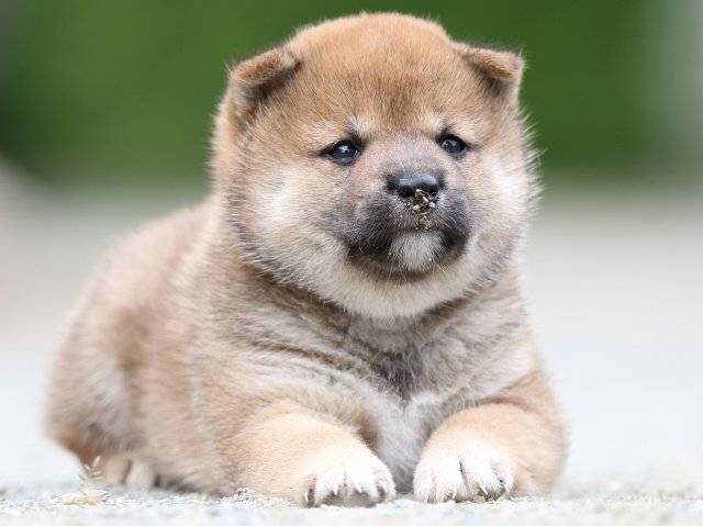 FP5A0960-puupy-shibainu