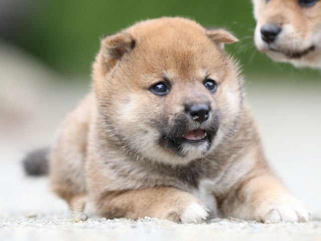 FP5A0975-puupy-shibainu