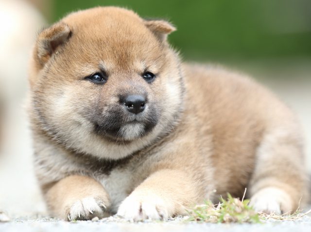 FP5A0996-puupy-shibainu